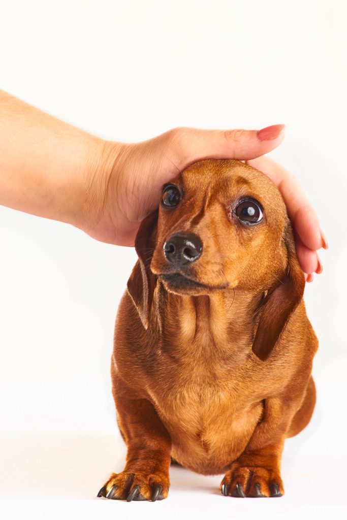 Stop Petting Your Dog’s Head
