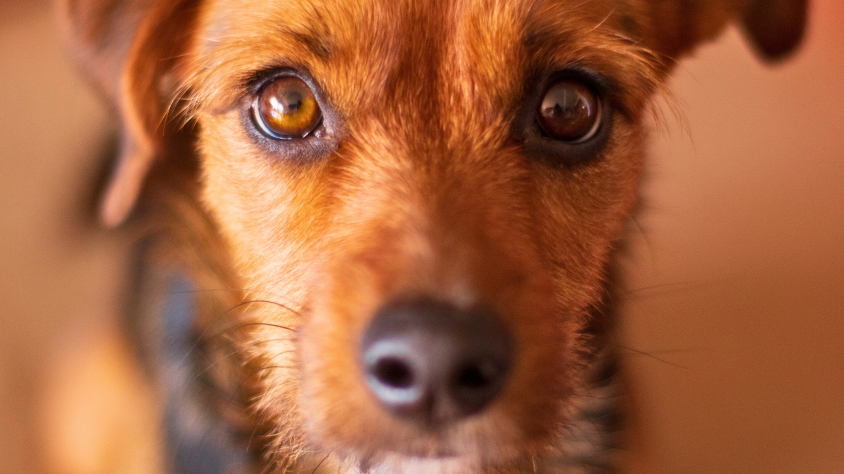 Surprising Things Your Dog Knows About You