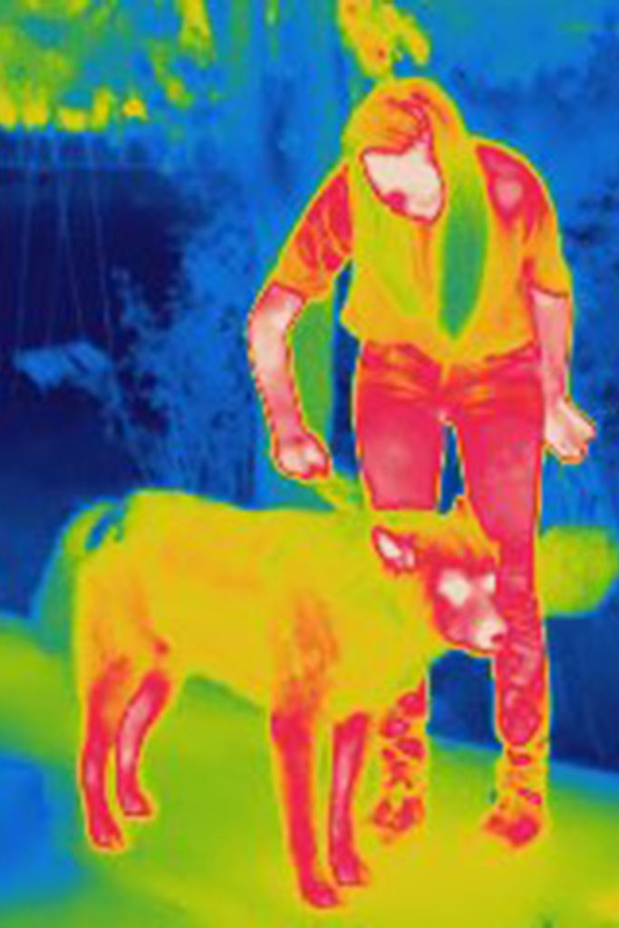 Thermal image of woman brushing her dog pet hair
