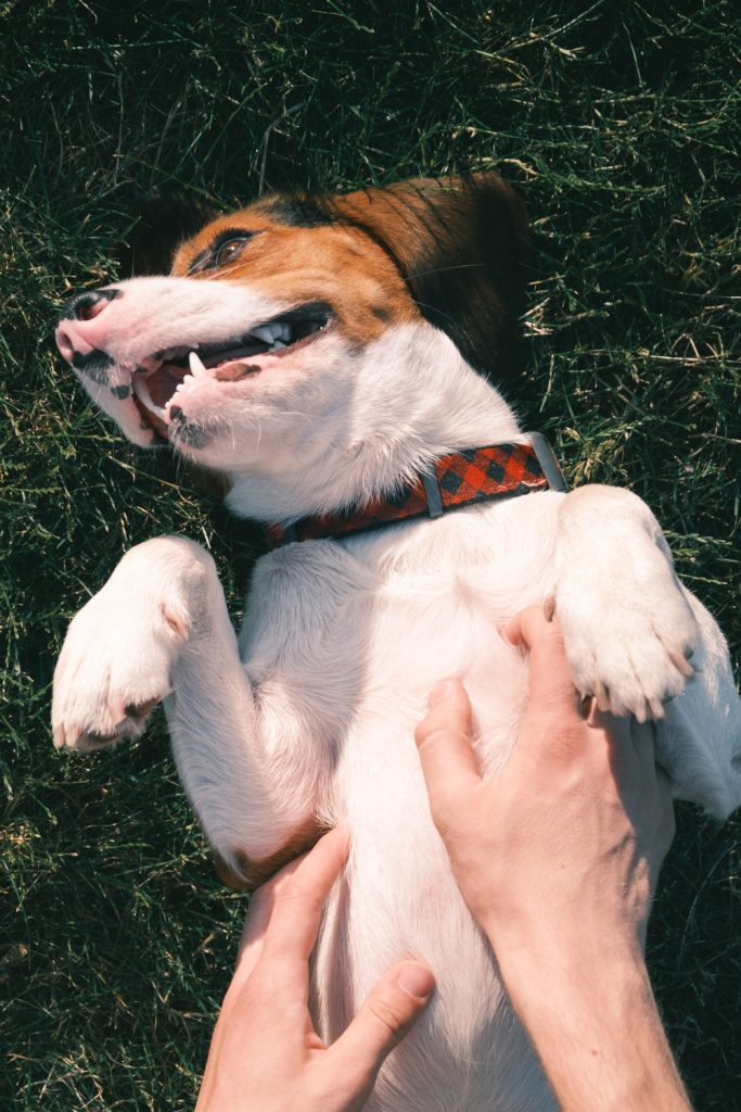 They Show You Their Belly