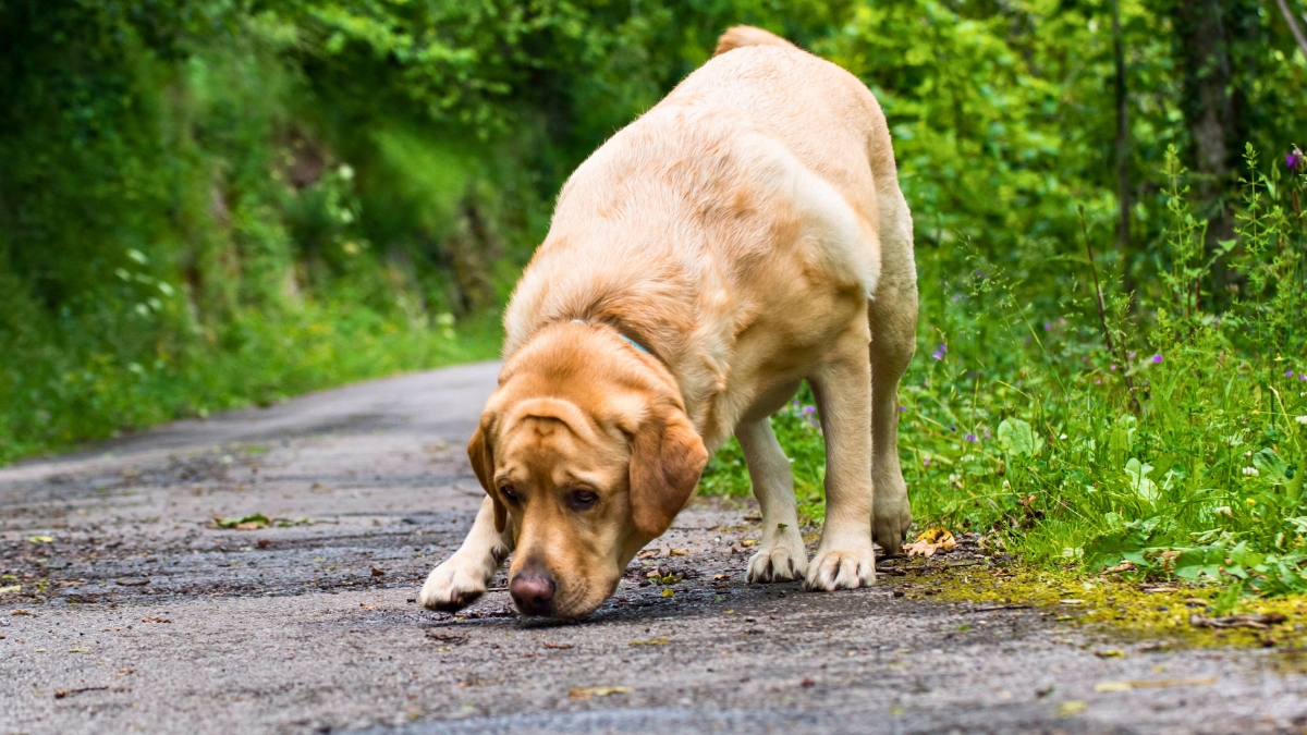 Things Dogs Can Sense That Humans Can’t