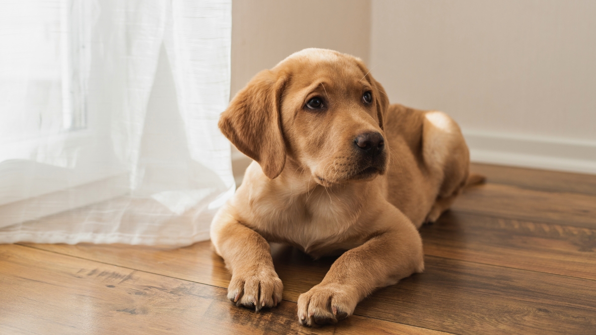 Things That Emotionally Hurt Your Dog
