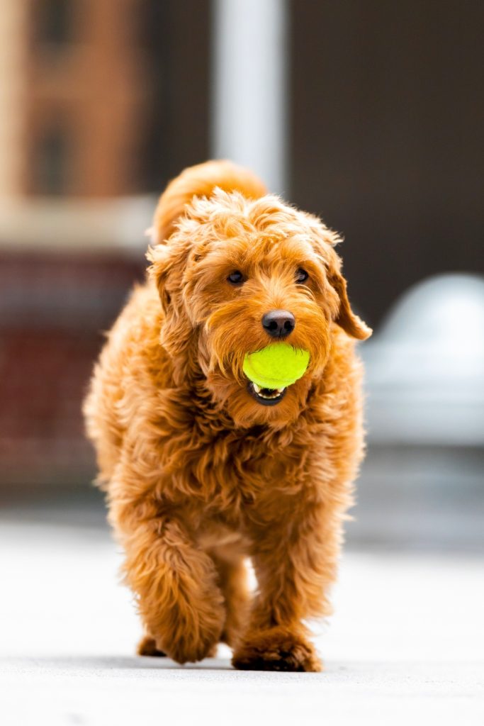 Throwing Tennis Balls