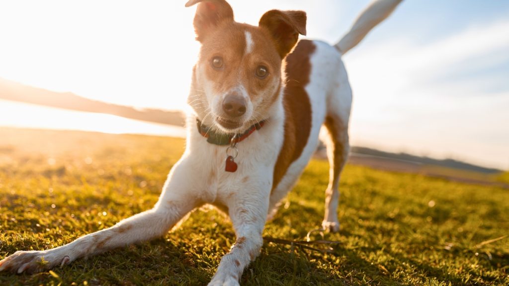 Top Fun Outdoor Activities to Do with Your Dog