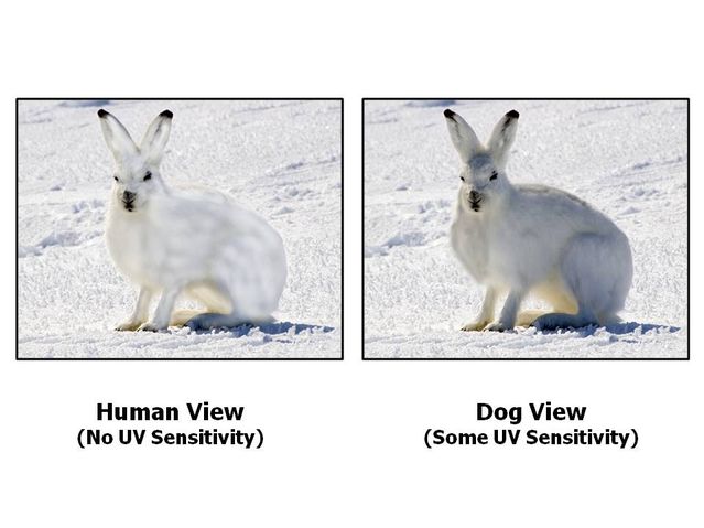 UV - Human View vs dog View