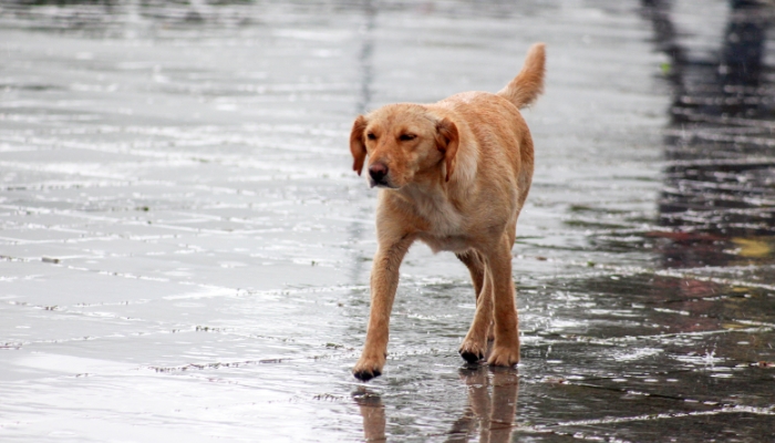 Walking Your Dog in the Rain