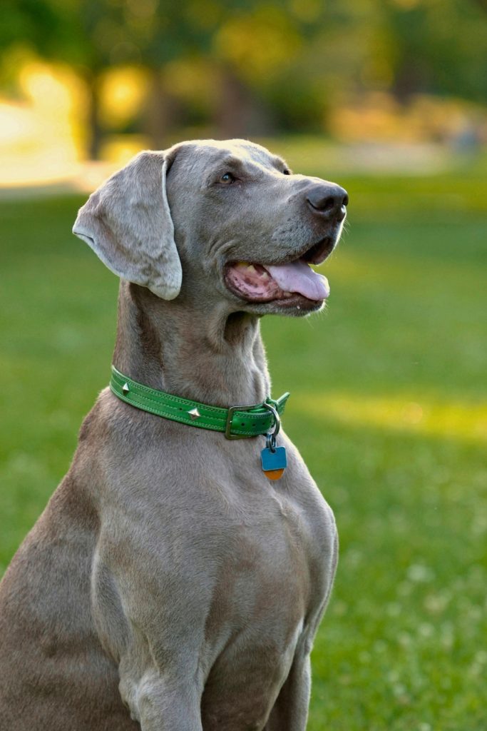 Weimaraner