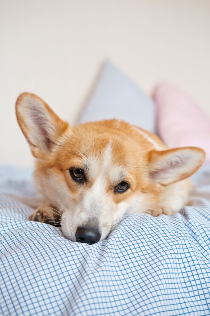 Why Female Dogs Act Differently