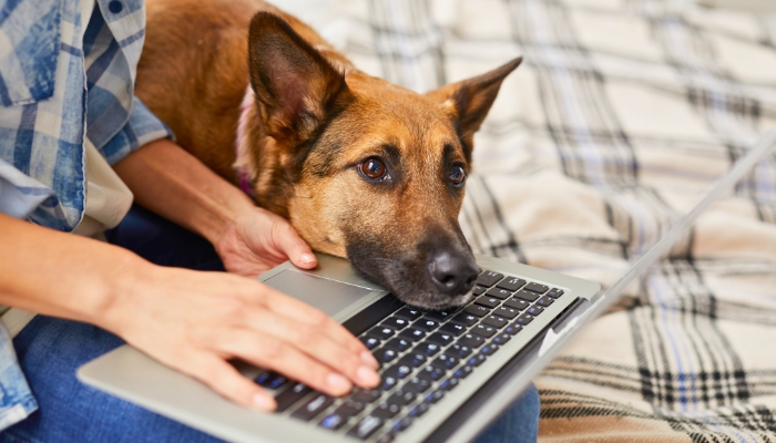 Your dog knows your intentions