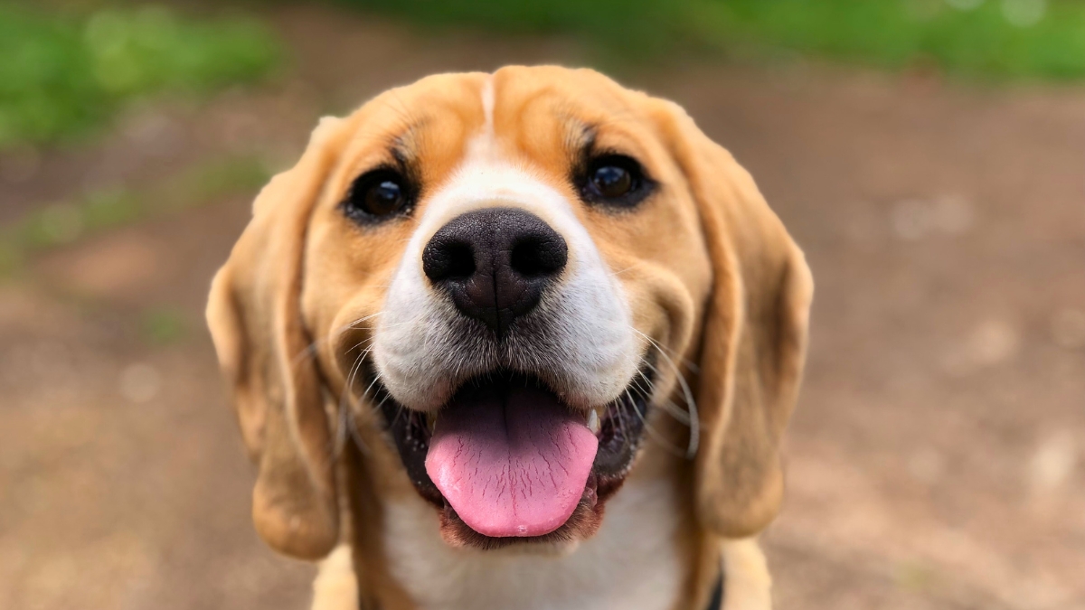 12 Clear Signs Your Dog Is Happy and Healthy